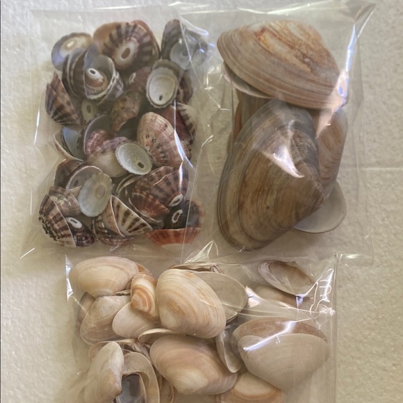 Seashell handpicked beautiful assorted - Picture 1 of 7